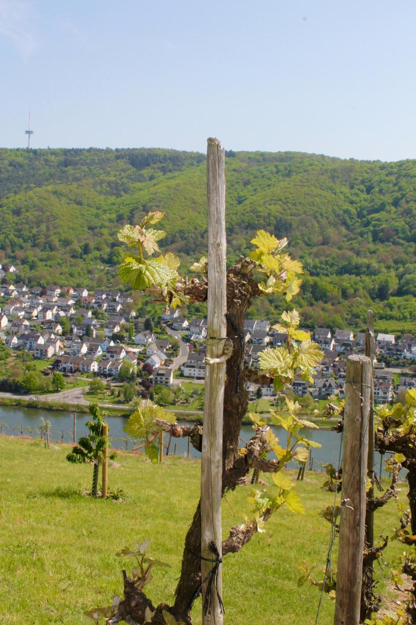 Ferienwohnung Auf Der Moselhoehe - Naehe Koblenz Und Cochem ديبليخ المظهر الخارجي الصورة