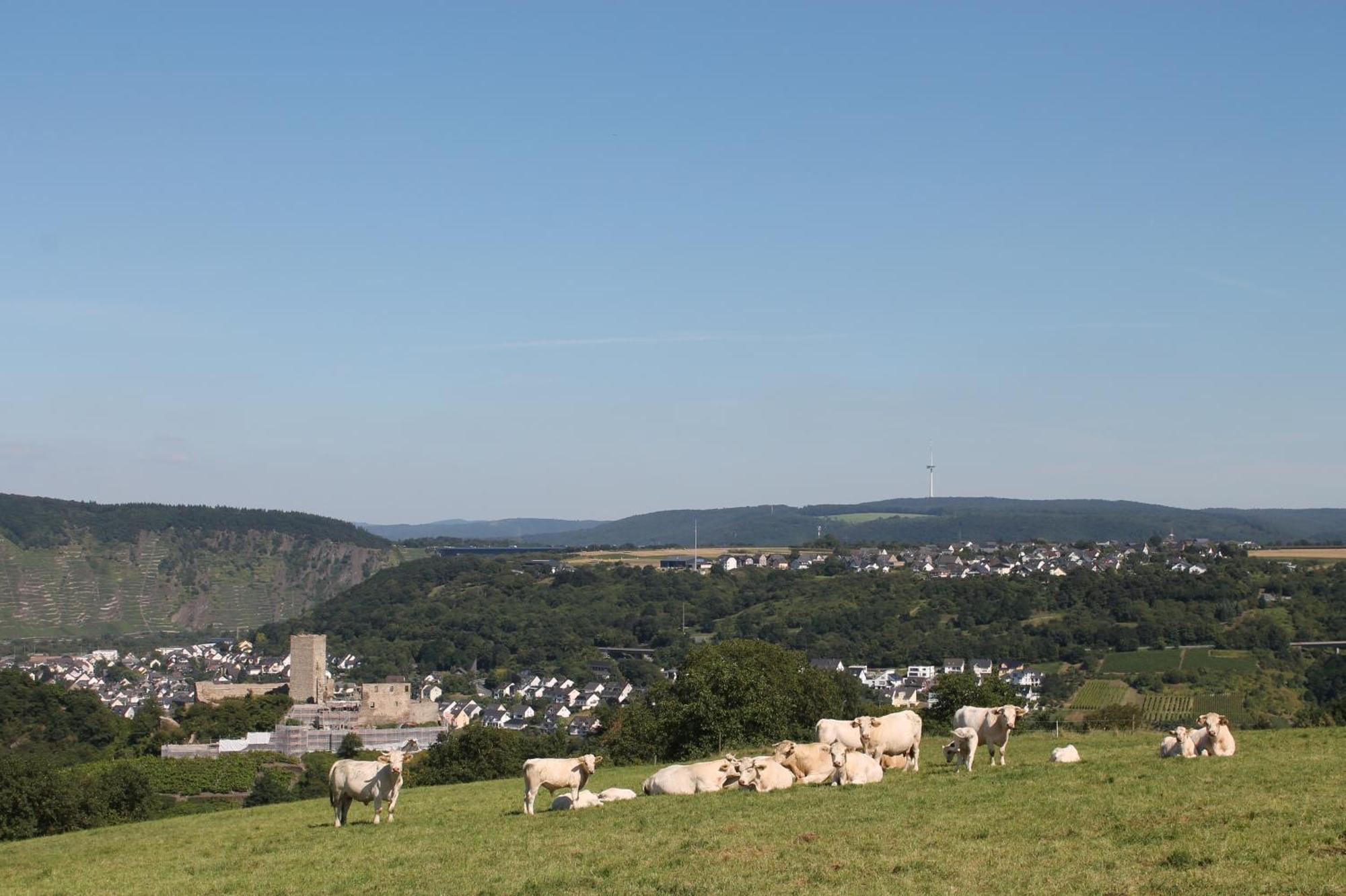 Ferienwohnung Auf Der Moselhoehe - Naehe Koblenz Und Cochem ديبليخ المظهر الخارجي الصورة